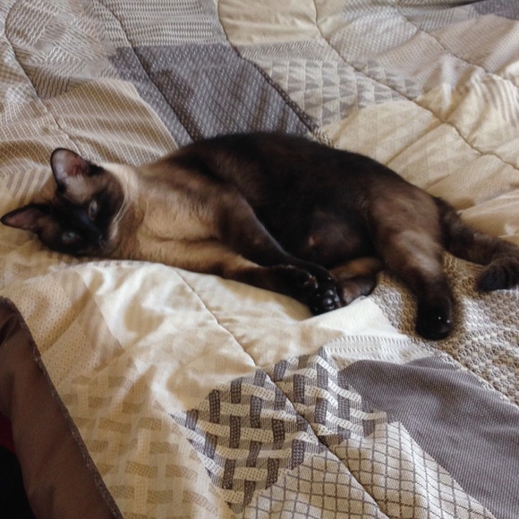 Meet your Posher, Chachi - Picture 1 of 1
