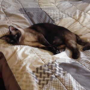 Meet your Posher, Chachi
