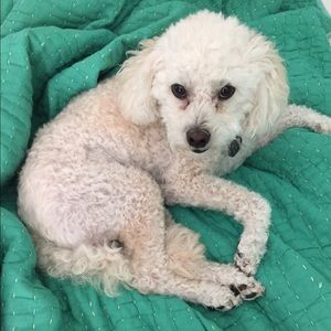 Meet your Posher, Anna