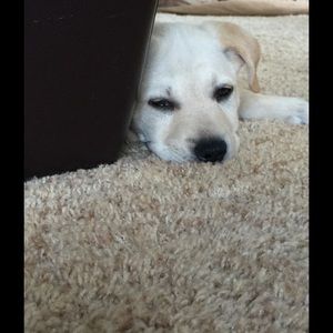 Meet your Posher, Andra