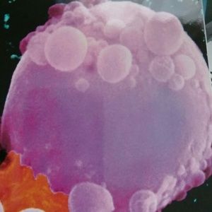 Meet your Posher, Daisy