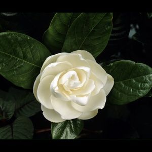 Meet your Posher, Natasha