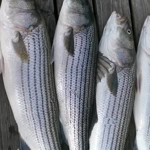 Meet your Posher, Blake