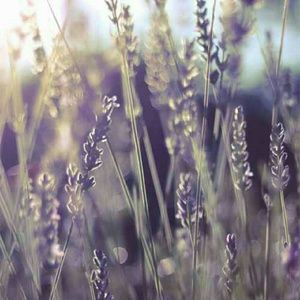 Meet your Posher, Skye