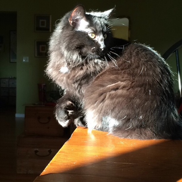 Meet your Posher, Logan