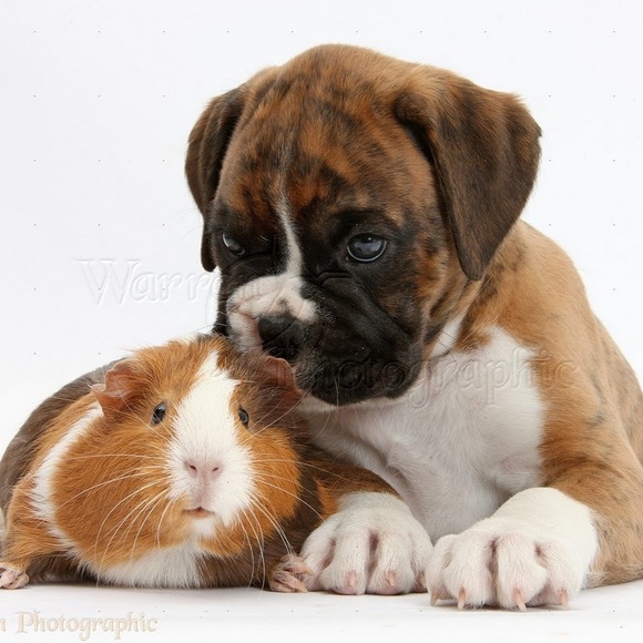 Meet your Posher, Lauren - Picture 1 of 1