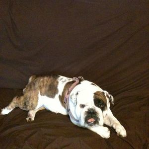 Meet your Posher, Bruce