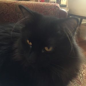 Meet your Posher, Elaina