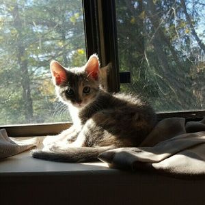 Meet your Posher, Shastine