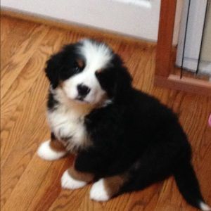 Meet your Posher, Simone