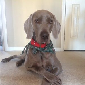 Meet your Posher, Beth