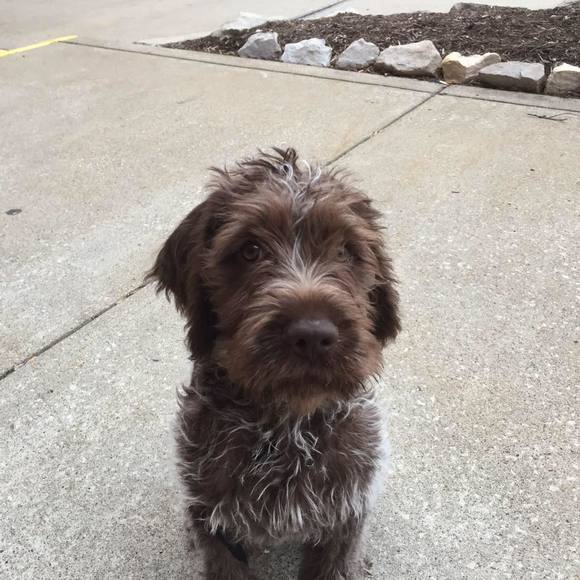 Meet your Posher, Tara - Picture 1 of 1