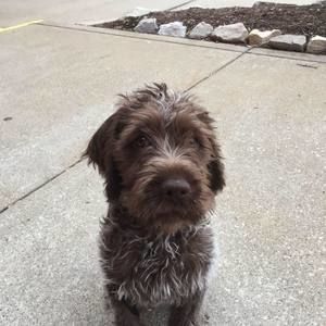 Meet your Posher, Tara