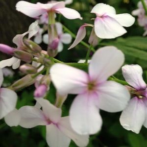 Meet your Posher, Lety