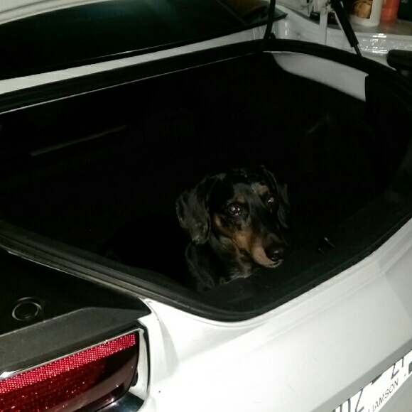 Meet your Posher, Mandy - Picture 1 of 1