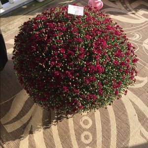 Meet your Posher, Whitney