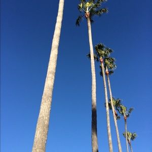 Meet your Posher, Ava