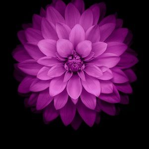 Meet your Posher, Mackenzie