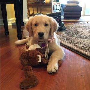 Meet your Posher, Morgan