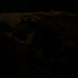 Meet your Posher, Bessie