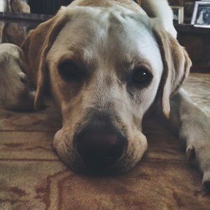 Meet your Posher, Abbey