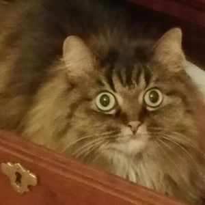 Meet your Posher, Sara