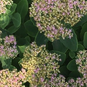 Meet your Posher, Shakeena