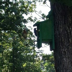 Meet your Posher, Misty