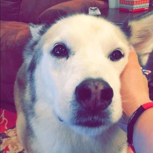 Meet your Posher, Abby