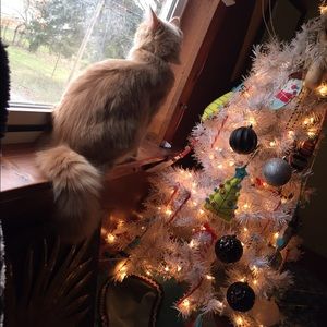 Meet your Posher, Sami