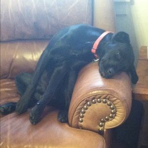 Meet your Posher, Chastity