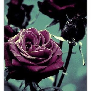 Meet your Posher, Trisha