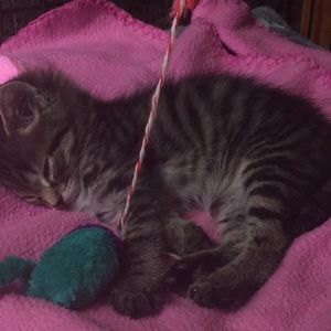 Meet your Posher, Sophie