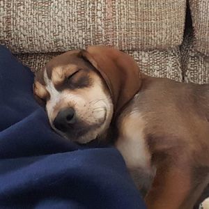 Meet your Posher, Dawn