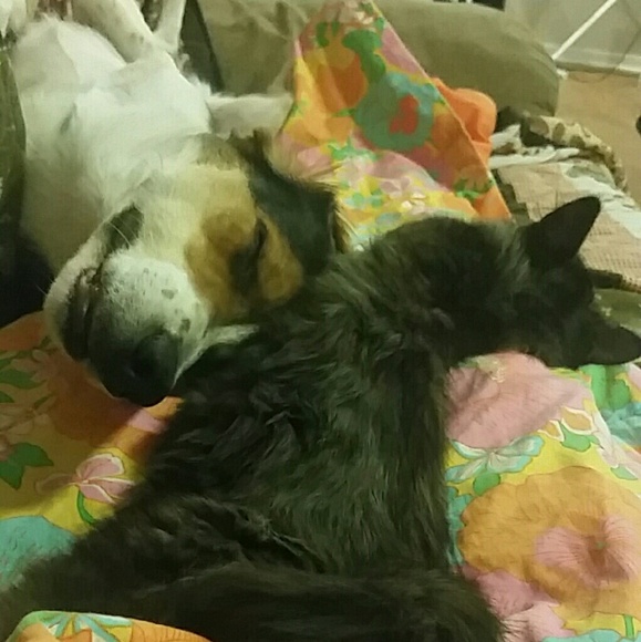 Meet your Posher, Shelby