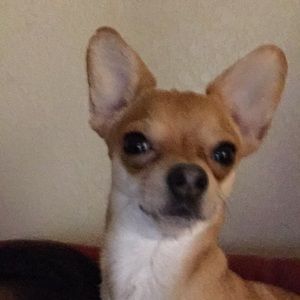 Meet your Posher, Celia