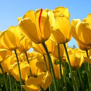 Meet your Posher, Lynnai