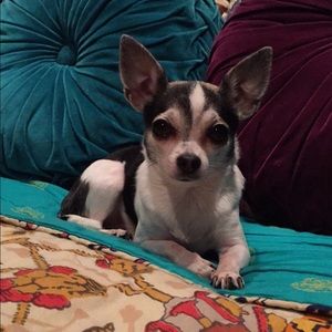 Meet your Posher, Jasmine