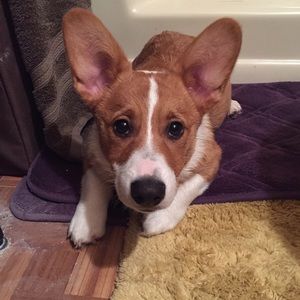 Meet your Posher, Cheryl