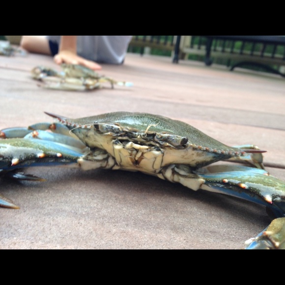 Meet your Posher, Bonnie - Picture 1 of 1