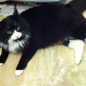 Meet your Posher, Ceiana