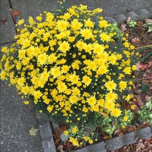 Meet your Posher, Mallory