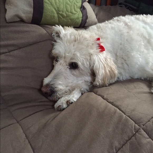 Meet your Posher, Holly - Picture 1 of 1