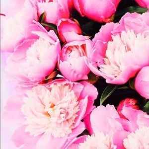 Meet your Posher, Arianna