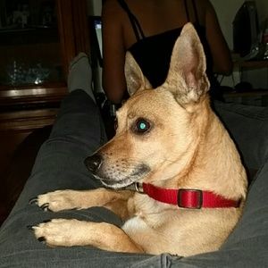 Meet your Posher, Bart