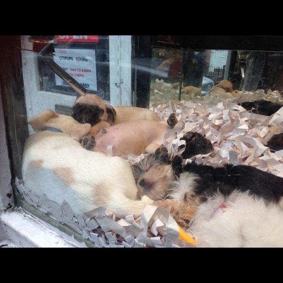 Meet your Posher, Diane