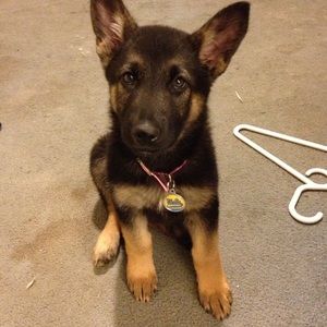 Meet your Posher, Cassie