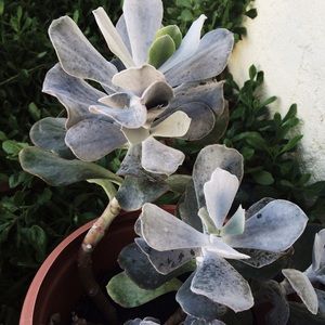 Meet your Posher, Athena