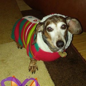 Meet your Posher, Missy