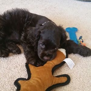 Meet your Posher, Cheri